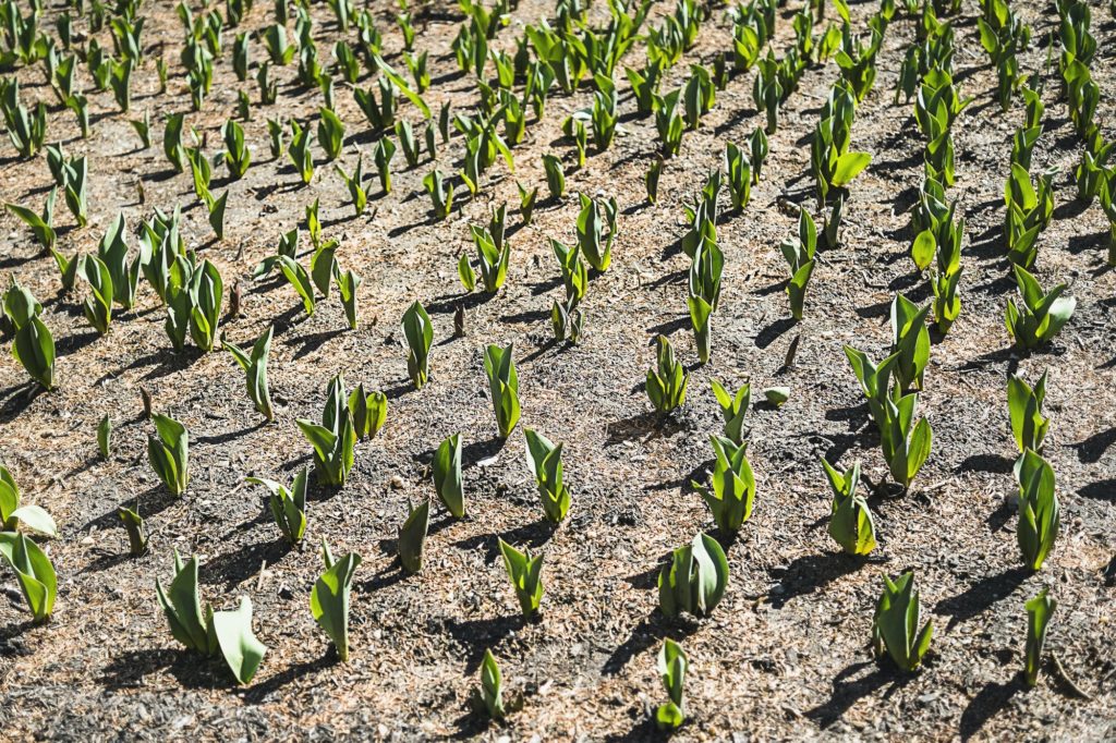 Small green plants emerging from the soil in a field.