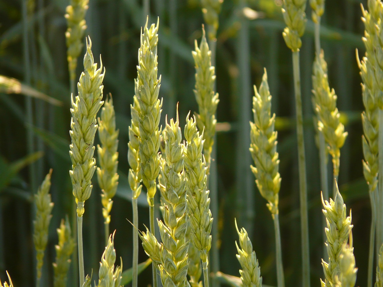 wheat, wheat field, wheat spike-8244.jpg